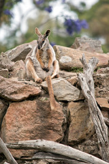 the Yellow footed rock wallaby is resting on the rocks