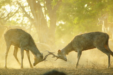 The Javan rusa or Sunda sambar (Rusa timorensis) is a deer species that is endemic to the islands of Java, Bali and Timor (including Timor Leste) in Indonesia. The Javan rusa mates around July. © PUGUH