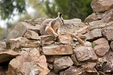 this is a side view of ayellow footed rock wallaby