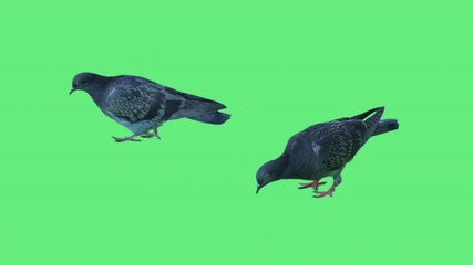 High quality 10bit stock footage of Flock of real city street pigeons eat crumbs of bread on green screen background. Made from 14bit RAW.