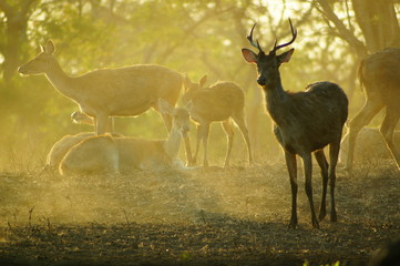 The Javan rusa or Sunda sambar (Rusa timorensis) is a deer species that is endemic to the islands of Java, Bali and Timor (including Timor Leste) in Indonesia. The Javan rusa mates around July.