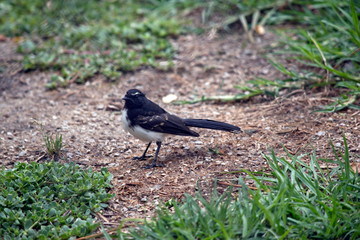 this is a side view of a willy wagtail