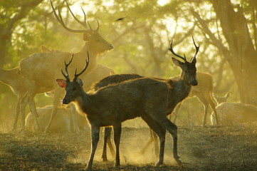 The Javan rusa or Sunda sambar (Rusa timorensis) is a deer species that is endemic to the islands of Java, Bali and Timor (including Timor Leste) in Indonesia. The Javan rusa mates around July. © PUGUH