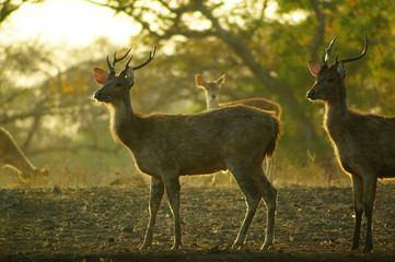 The Javan rusa or Sunda sambar (Rusa timorensis) is a deer species that is endemic to the islands of Java, Bali and Timor (including Timor Leste) in Indonesia. The Javan rusa mates around July. © PUGUH