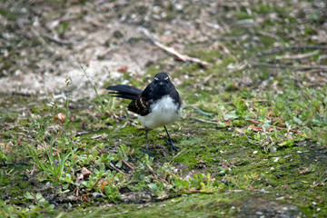 the willy wagtail is looking for bugs in the grass