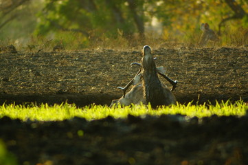 The Javan rusa or Sunda sambar (Rusa timorensis) is a deer species that is endemic to the islands of Java, Bali and Timor (including Timor Leste) in Indonesia. The Javan rusa mates around July. © PUGUH