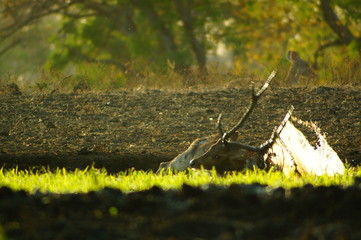 The Javan rusa or Sunda sambar (Rusa timorensis) is a deer species that is endemic to the islands of Java, Bali and Timor (including Timor Leste) in Indonesia. The Javan rusa mates around July.