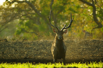 The Javan rusa or Sunda sambar (Rusa timorensis) is a deer species that is endemic to the islands of Java, Bali and Timor (including Timor Leste) in Indonesia. © PUGUH