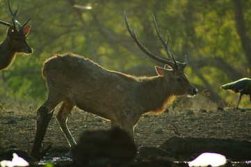 The Javan rusa or Sunda sambar (Rusa timorensis) is a deer species that is endemic to the islands of Java, Bali and Timor (including Timor Leste) in Indonesia. The Javan rusa mates around July. © PUGUH