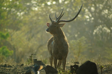 The Javan rusa or Sunda sambar (Rusa timorensis) is a deer species that is endemic to the islands of Java, Bali and Timor (including Timor Leste) in Indonesia. © PUGUH