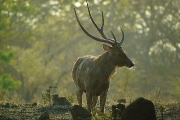 The Javan rusa or Sunda sambar (Rusa timorensis) is a deer species that is endemic to the islands of Java, Bali and Timor (including Timor Leste) in Indonesia. © PUGUH