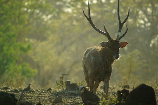 The Javan rusa or Sunda sambar (Rusa timorensis) is a deer species that is endemic to the islands of Java, Bali and Timor (including Timor Leste) in Indonesia. The Javan rusa mates around July.