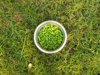 Green cutting beans in green grass background on steel bowl. A nutritious diet for humans. Many vitamins are found in it.