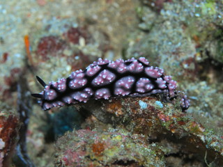 The amazing and mysterious underwater world of Indonesia, North Sulawesi, Manado, sea slug