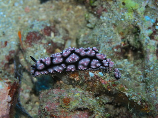 The amazing and mysterious underwater world of Indonesia, North Sulawesi, Manado, sea slug