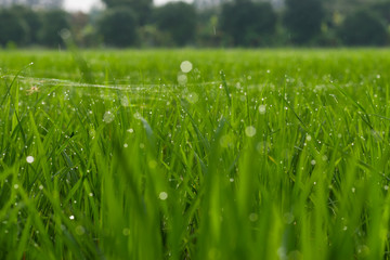 .Green rice field with green morning dew waiting to be harvested.