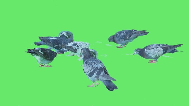 High quality 10bit stock footage of Flock of real city street pigeons eat crumbs of bread on green screen background. Made from 14bit RAW.
