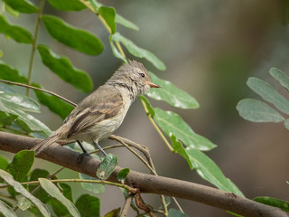 A specimen of southern beardless tyrannulet