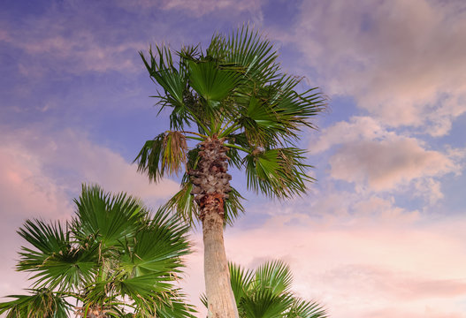 palm trees with sunset skies on background