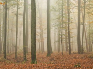 Fototapety  Walk through a mystic and foggy forest in autumn