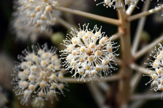 ヤツデの花