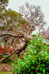 Magical austral forest in Tierra del Fuego National Park, Beagle Channel, Patagonia, Argentina, early Autumn