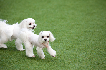Happy puppies in a private playground