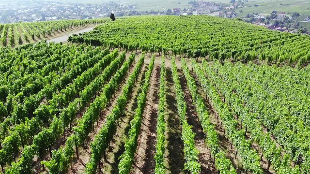 Droneflight over the vineyards of Alsace, France with final view of the Town of Ribeauvill&eacute;