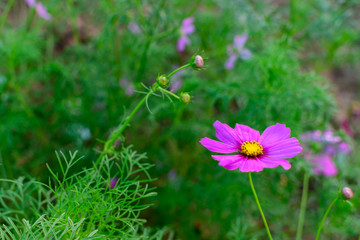 Obraz premium Close Up Purple Garden Cosmos
