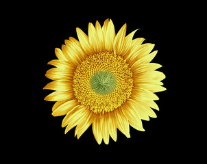 Beautiful sunflower, sunflower pattern, suitable for base and wallpaper design