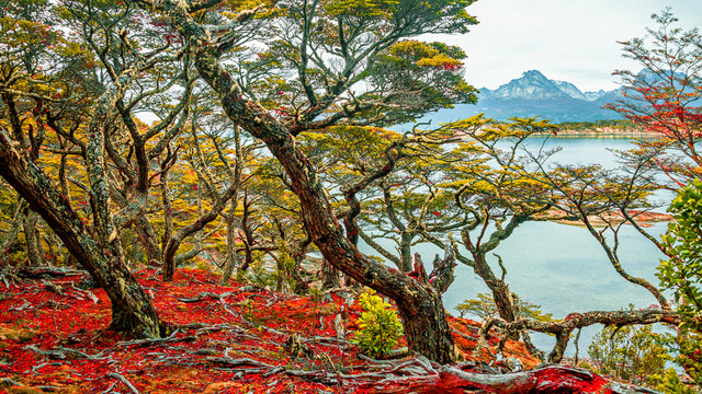 Magical austral forest in Tierra del Fuego National Park, Beagle Channel, Patagonia, Argentina, early Autumn