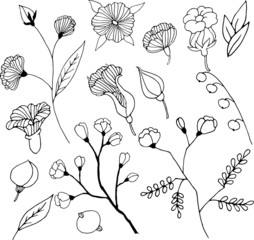 Hand drawn vector set of ornamental floral elements. Black outlines isolated on white background. Doodle style illustration. Vintage decoration for greeting cards, gifts, wrapping paper etc.