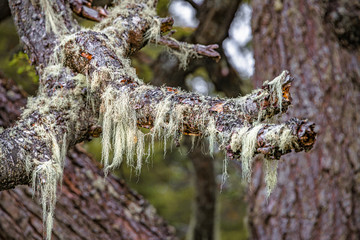 Patagonian lichen Usnea, Old Man Beard, hanging from the branches of the Nothofagus trees in magical austral forest in Tierra del Fuego National Park, Beagle Channel, Patagonia, Argentina