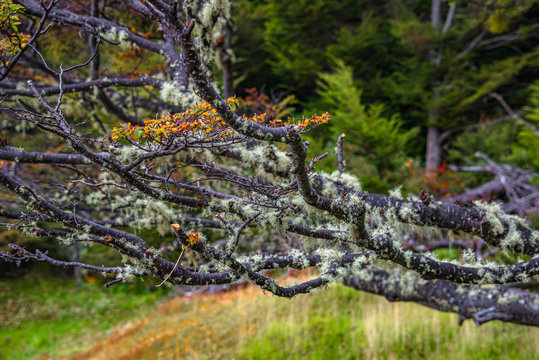 Patagonian lichen Usnea, Old Man Beard, hanging from the branches of the Nothofagus trees in magical austral forest in Tierra del Fuego National Park, Beagle Channel, Patagonia, Argentina