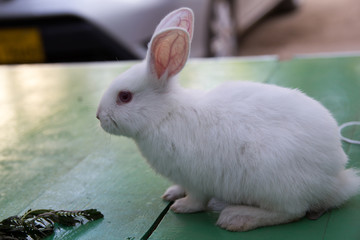 Studio shot of a white rabbit