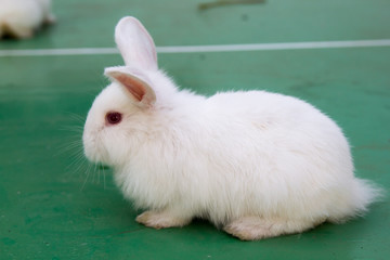 Studio shot of a white rabbit on green background