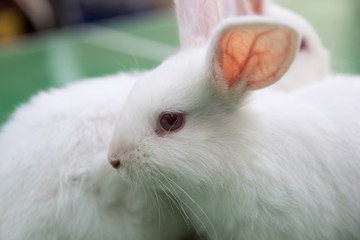 Obraz premium Studio shot of a white rabbit on green background