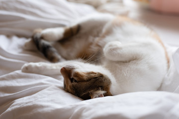 yellow cat sleep on bed in odd pose