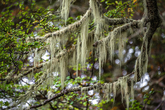 Patagonian lichen Usnea, Old Man Beard, hanging from the branches of the Nothofagus trees in magical austral forest in Tierra del Fuego National Park, Beagle Channel, Patagonia, Argentina