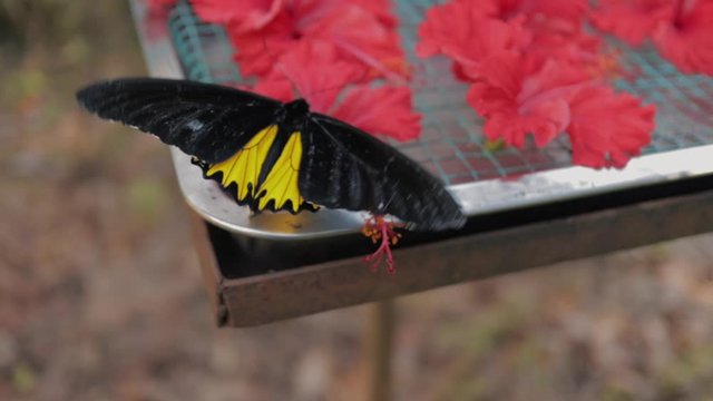 Extreme close up of a big black and yellow fluttering butterfly moth in a jungle in Malaysia.