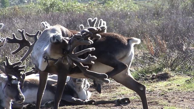 Mongolia. Darkhat basin. The camp of reindeer herders. Deer.