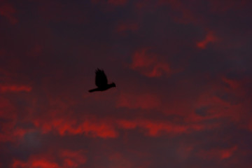 silhouette of a bird flying against a background of dark dramatic clouds