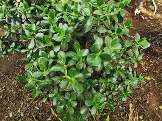 young plants growing in the garden