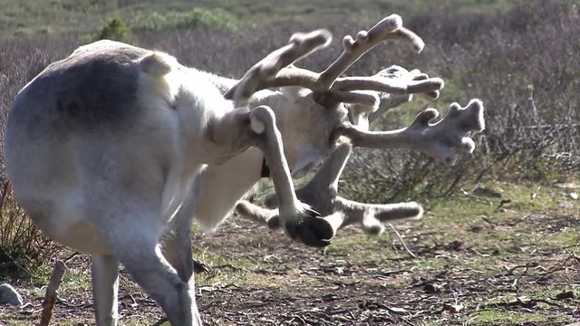 Mongolia. Darkhat basin. The camp of reindeer herders. Deer.