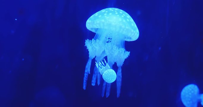 jellyfish floating with light