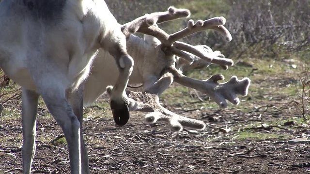 Mongolia. Darkhat basin. The camp of reindeer herders. Deer.