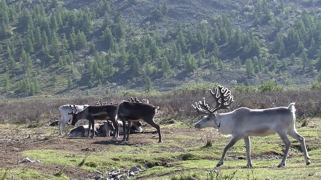 Mongolia. Darkhat basin. The camp of reindeer herders. Deer.