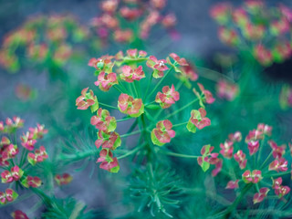 wild grass with small flowers, Russia.