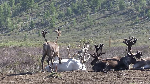 Mongolia. Darkhat basin. The camp of reindeer herders. Deer.