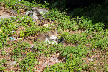 stray cat sit at a street